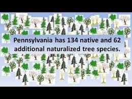 top trees of the pennsylvania forests