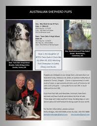 Our dogs come from some of the best foundation working lines i… asca australian shepherd pups from champion twin oaks bloodlines. Australian Shepherd Pups Welcome To Santiam Valley Ranch Pages 1 5 Flip Pdf Download Fliphtml5