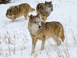 Other than hunting to eat, wolves are usually not. 84331ecucqjrfm