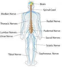 Neural, brain, spinal cord (override if right but different order) the central nervous system is composed of blank tissue in the blank and blank. Icse Solutions For Class 10 Biology The Nervous System And Sense Organs A Plus Topper
