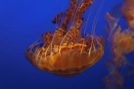 The Six Types Of Jellyfish Found Off The Uk And What To Do