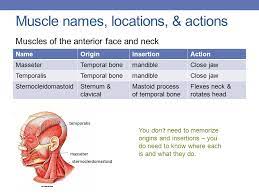 See what they do when you contract them. Muscle Names Movement Ppt Download