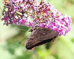Buddleia Butterfly Bush