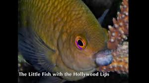 little fish with the hollywood lips