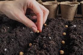 Seed Your Vegetable Or Flower Garden