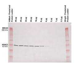 nupage tris acetate gels thermo