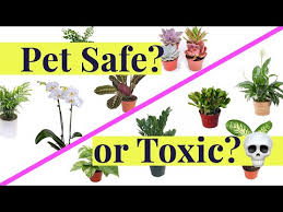Is Your Plant Pet Safe Or Is It Toxic