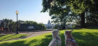 dog friendly guide to providence ri