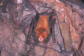 orange leaf nosed bat the australian
