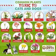 dogs cat plants toxic plants