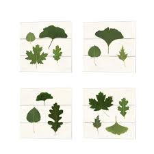 Wild Apple Portfolio Leaf Chart Shiplap Canvas Art Set Of 4