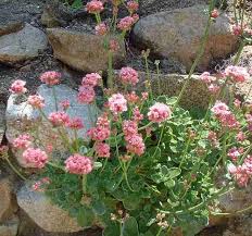 Garden Retaining Wall