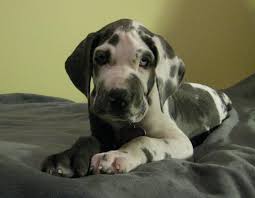 Today, correctly bred great danes have a gentle and loving disposition that makes them a wonderful family companion. Great Danes For Sale In Ga L2sanpiero