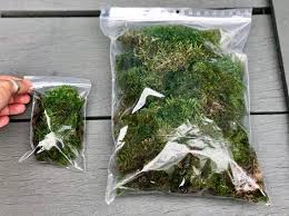 Real Moss For Terrariums Bonsai