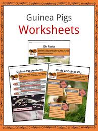 Guinea Pig Facts Worksheets Life Cycle Anatomy Habitat