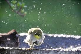 Ultimate Bird Bath Guide How To