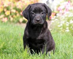 Find your new best friend below—or adopt at a petco store. Chocolate Labrador Retriever Puppies For Sale Puppy Adoption Keystone Puppies