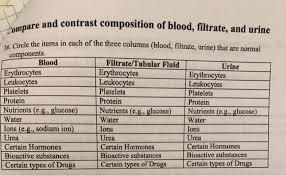 contrast composition of blood filtrate