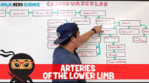 Circulatory System Arteries Of The Lower Limb Flow Chart