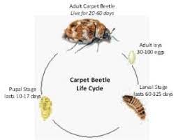 will carpet cleaner kill carpet beetles