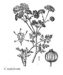 Sp. Carum multiflorum - florae.it