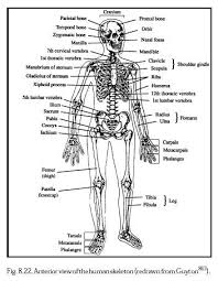  th grade science body systems anchor chart