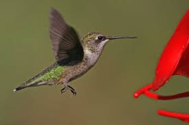 Migration Watch Hummingbird Action Is Heating Up And You
