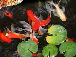 Goldfish Goldfish Pond Fantail Goldfish