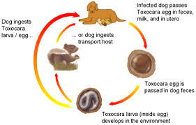 intestinal parasites haven