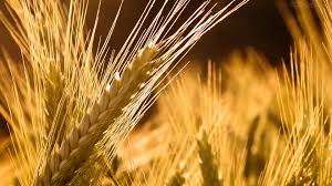 Resultado de imagem para imagens de campos de trigo