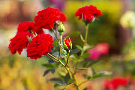 beautiful red roses flowers in the