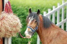 essential horse hay guide
