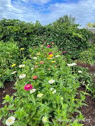 Growing A Cut Flower Garden Stacy