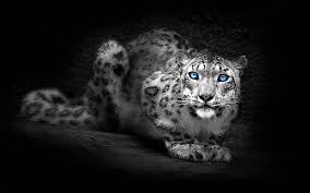 snow leopard abstract leopard eyes 2