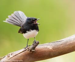 Image result for willie wagtail animation gif