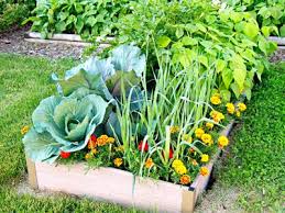 Plant Now In Your Edible Garden
