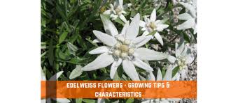 edelweiss flower characteristics