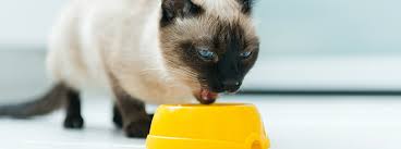 The best schedule for feeding a cat depends on you and your cat. How Much Should I Feed My Cat Purina