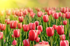 tulip images