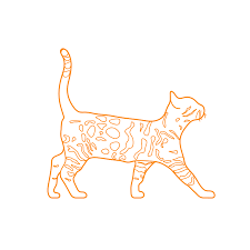 Bengal Cat Dimensions Drawings Dimensions Guide
