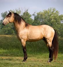 There are very few azteca a's available! Buckskin Andalusian Horse Equus Ferus Caballus Horses Lusitano Horse Buckskin Horse
