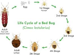 what are bed bugs bed bug facts