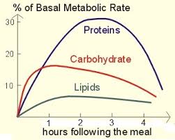 Metabolic Rate Simple English Wikipedia The Free Encyclopedia