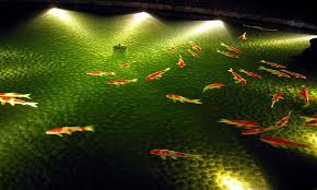 Best Pond Lights Submersible Led Lighting To Make Your Backyard Beautiful