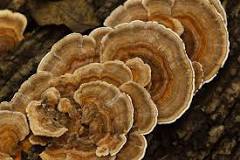 how-can-you-tell-a-turkey-tail-from-a-fake-turkey-tail