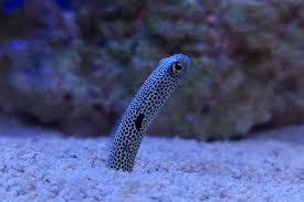 black spotted garden eel think smart