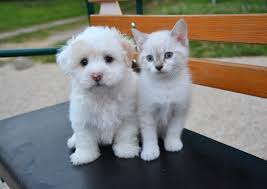 Que ce soit pour adopter gratuitement ou proposer un chaton d'une grande portée à l'adoption. Chiens Chats Portail Forum Articles Petites Annonces