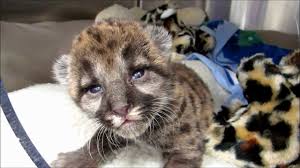 A person who commits animal cruelty or aggravated animal cruelty against more than one animal may be charged with a separate offense for each animal such cruelty was committed upon. Rescued Florida Panther Kitten Youtube