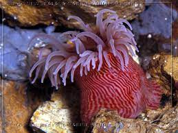 anemone red striped