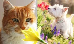Spring Flowers To Keep Cats Dogs